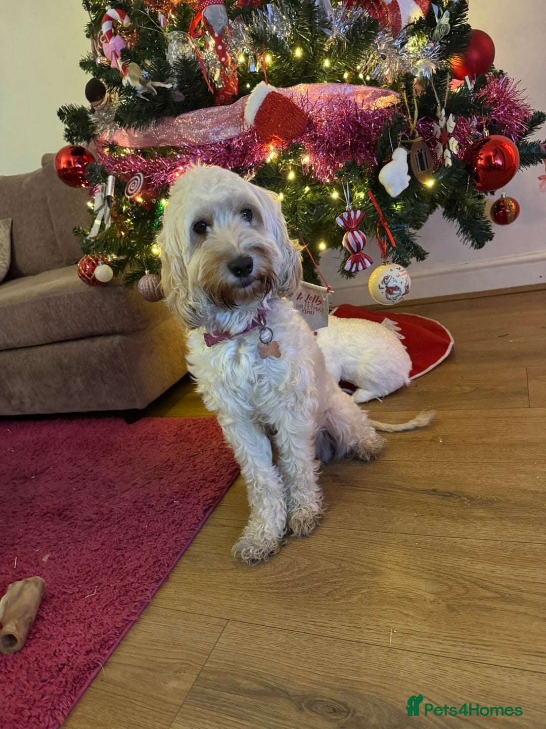 Cockapoo dogs for sale: Beautiful Cockapoo - Advert 1