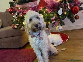 Cockapoo dogs Beautiful Cockapoo - Advert 1