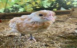 Chickens poultry for sale: Thuringian chickens - Image 7
