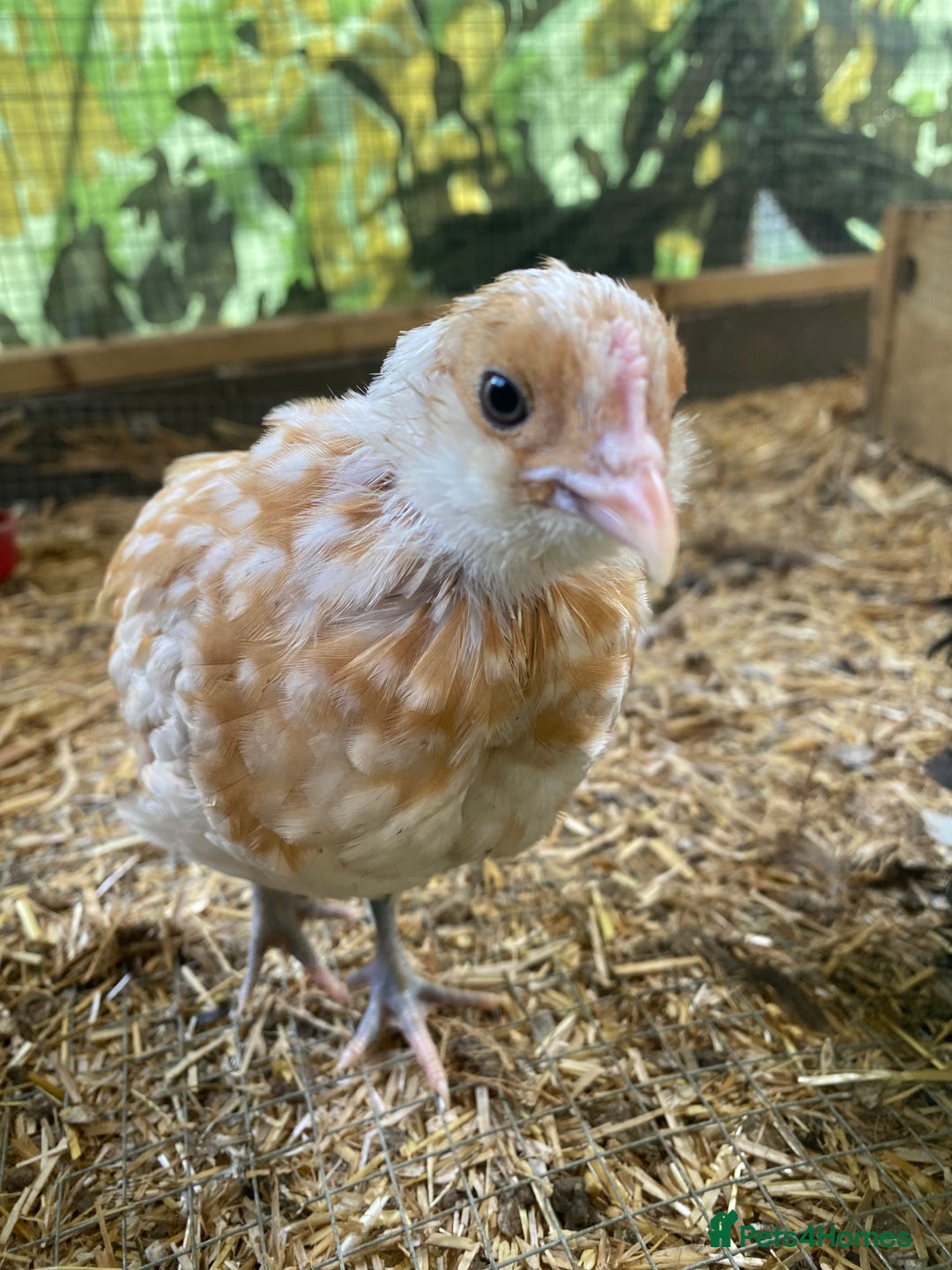 Chickens poultry for sale: Thuringian chickens - Image 7