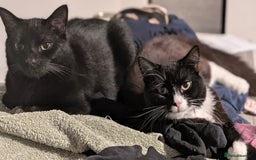 British Shorthair cats for sale: 2 Male Cats, Aged 2 and 8 months - Image 1