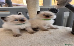 Ragdoll cats for sale: 💗Beautiful ragdoll kittens 💙 - Image 7