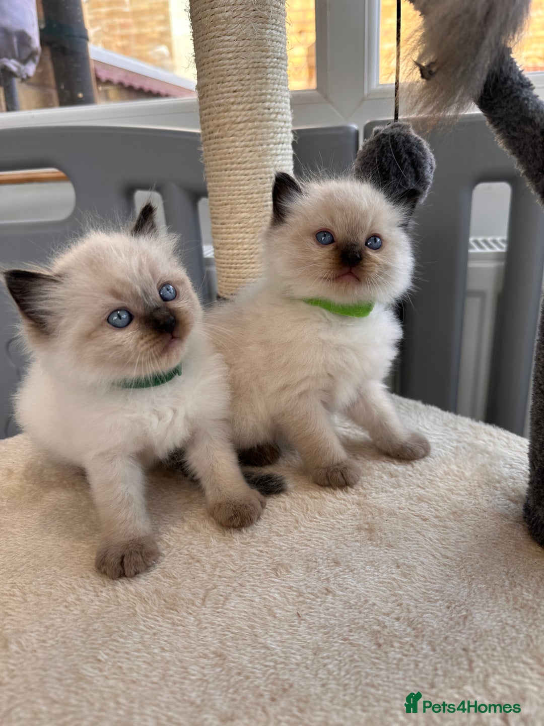 Ragdoll cats for sale: 💗Beautiful ragdoll kittens 💙 - Image 7