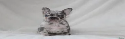 French Bulldog dogs for sale: 💜BLUEBELLE  THE LAST LITTLE BLUE GIRL 💜 - Advert 16