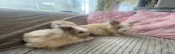Angora rabbits for sale: English Full Face Angora Kits - Advert 3