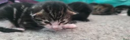 Mixed Breed cats for sale: Maincoon x British short hair  - Advert 26