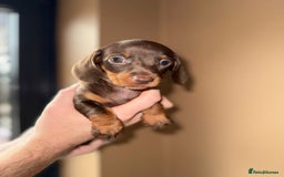Miniature Dachshund dogs for sale: 🩷💙Stunning KC Mini Dachshund Puppies💙 - Image 4