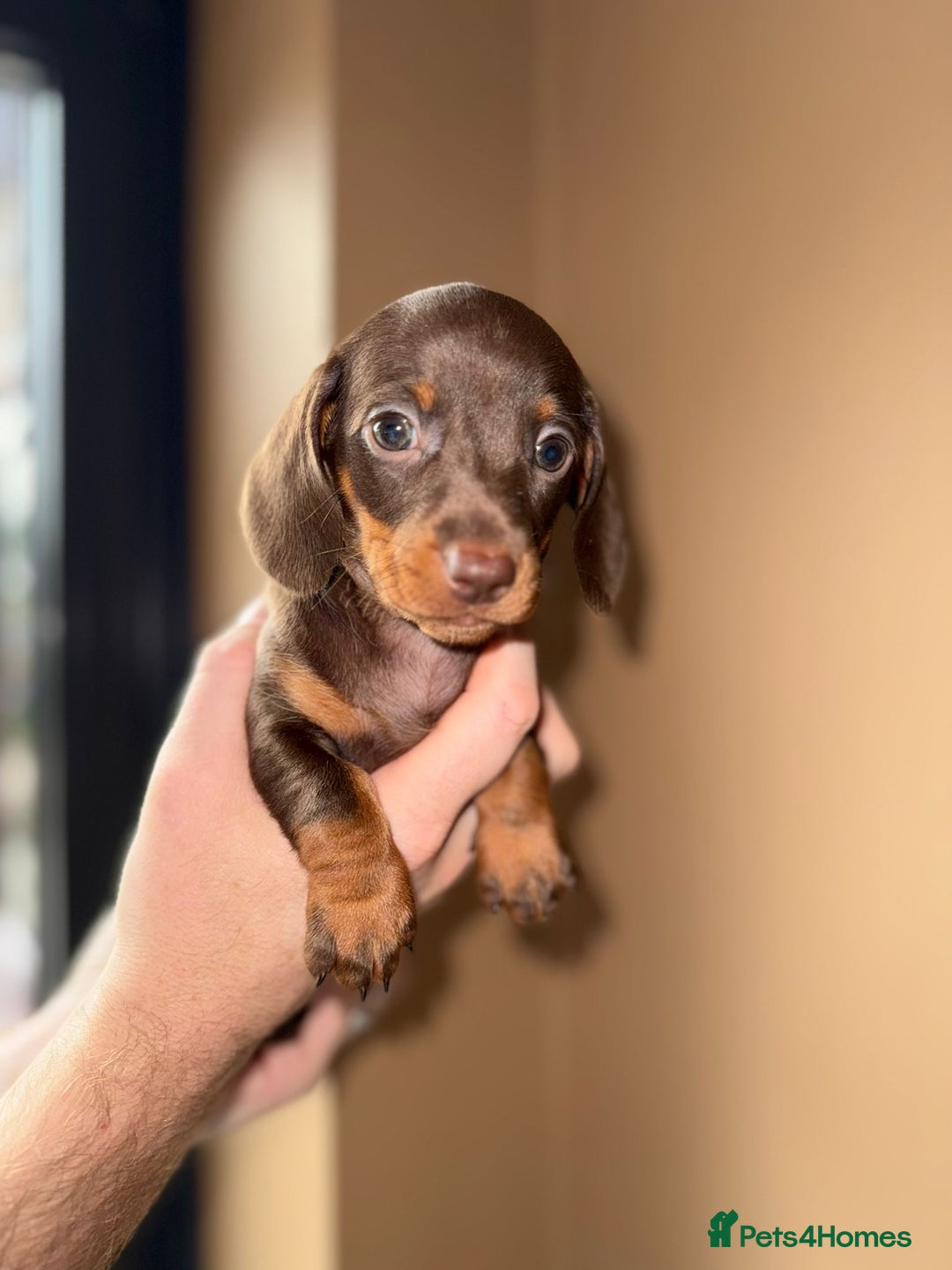 Miniature Dachshund dogs for sale: 🩷💙Stunning KC Mini Dachshund Puppies💙 - Image 4