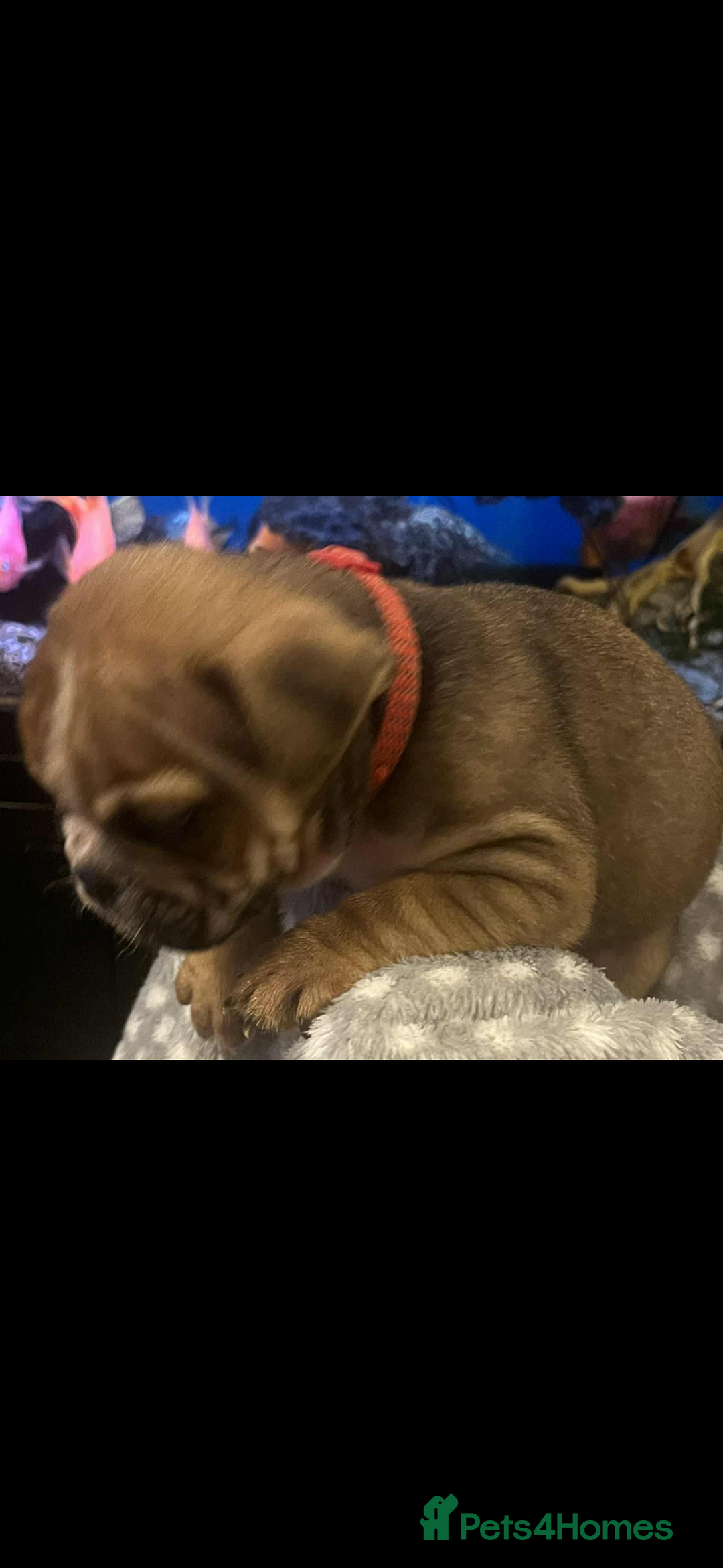 Mixed Breed dogs for sale: English Bulldog/ Olde English Bulldog - Advert 5