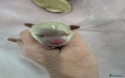 Maltipoo dogs for sale: 5 girls. fully DNA & health tested clear parents.  - Advert 16