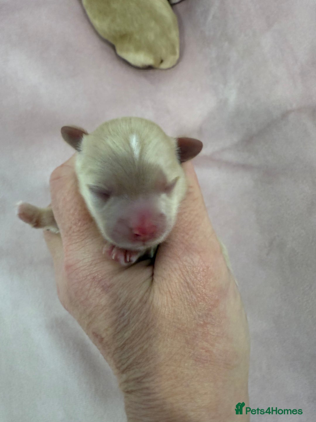 Maltipoo dogs for sale: 5 girls. fully DNA & health tested clear parents.  - Advert 16