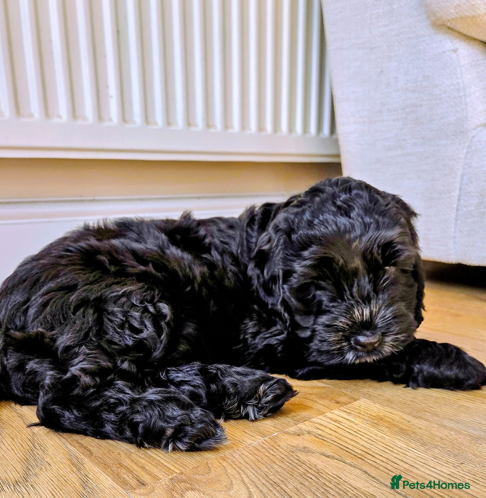 Cockapoo dogs Black Cockapoo puppies - Advert 5