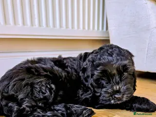 Cockapoo dogs Black Cockapoo puppies - Advert 8