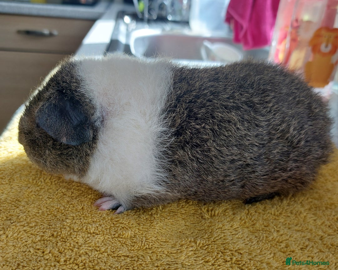 Guinea Pig rodents for sale: Rex male  - Image 4