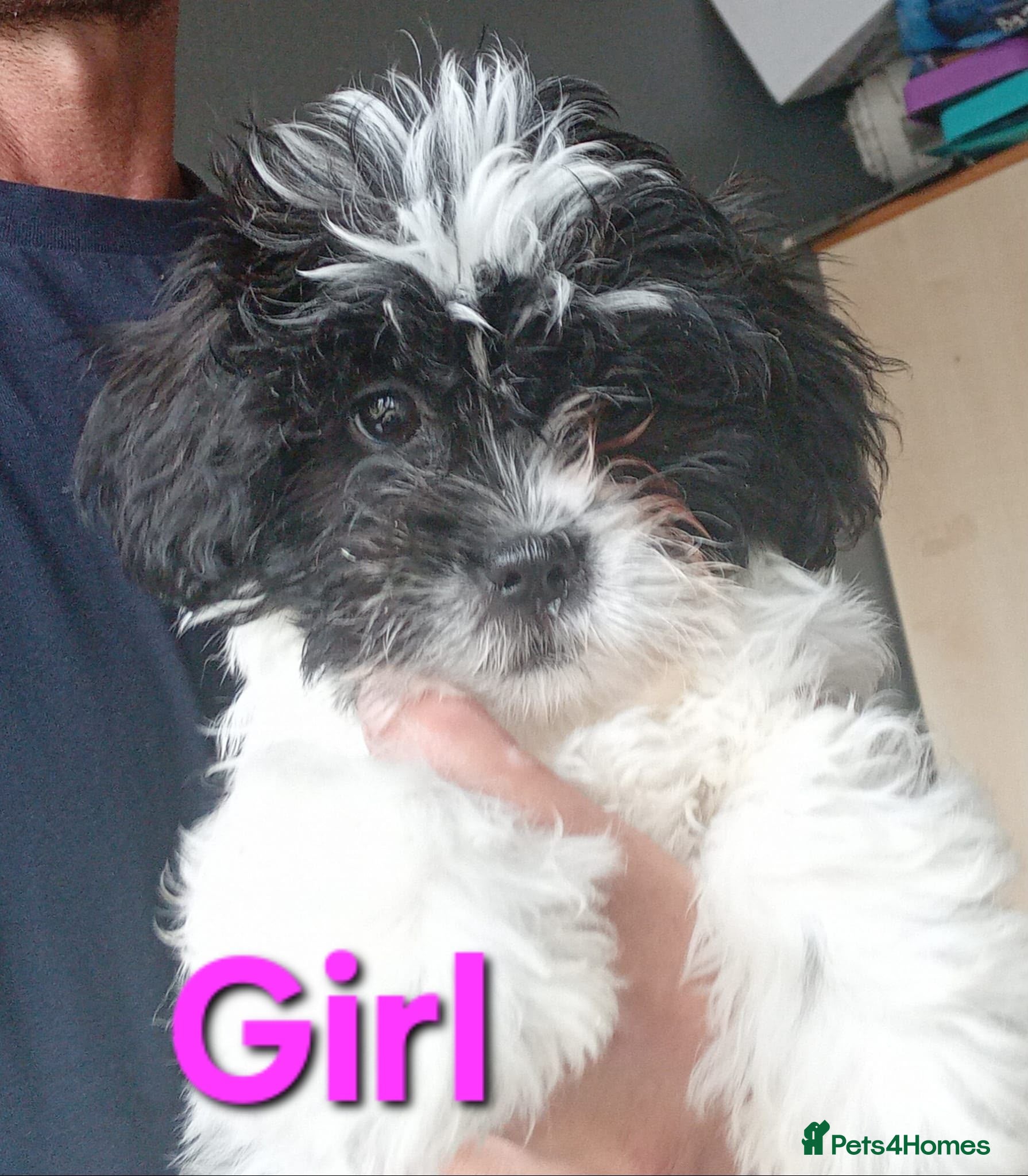 Shihpoo dogs The Tiniest of puppies only 1 boy 3 girls left - Advert 2