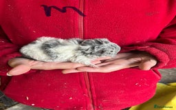 Guinea Pig rodents for sale: Texel and Lunkarya Guinea Pigs - Image 8