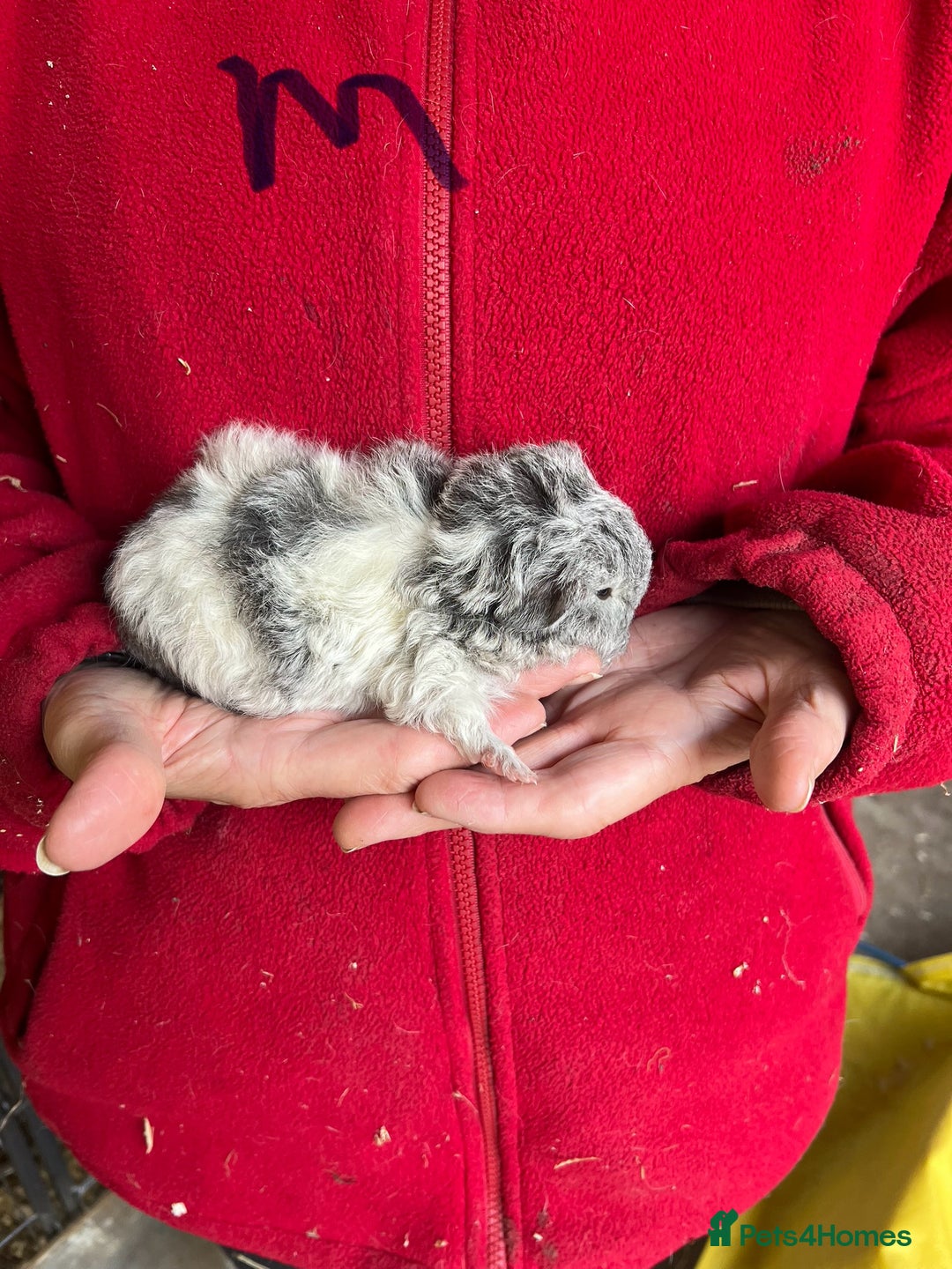 Guinea Pig rodents for sale: Texel and Lunkarya Guinea Pigs - Image 8