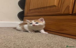 Mixed Breed cats for sale: 4 Gorgeous Kittens - Ready 1/11/25 - Image 5