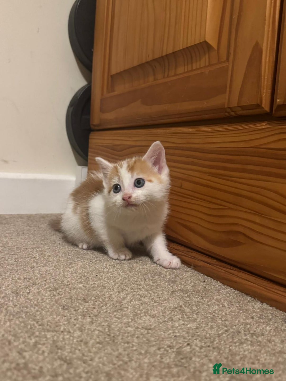 Mixed Breed cats for sale: 4 Gorgeous Kittens - Ready 1/11/25 - Image 5