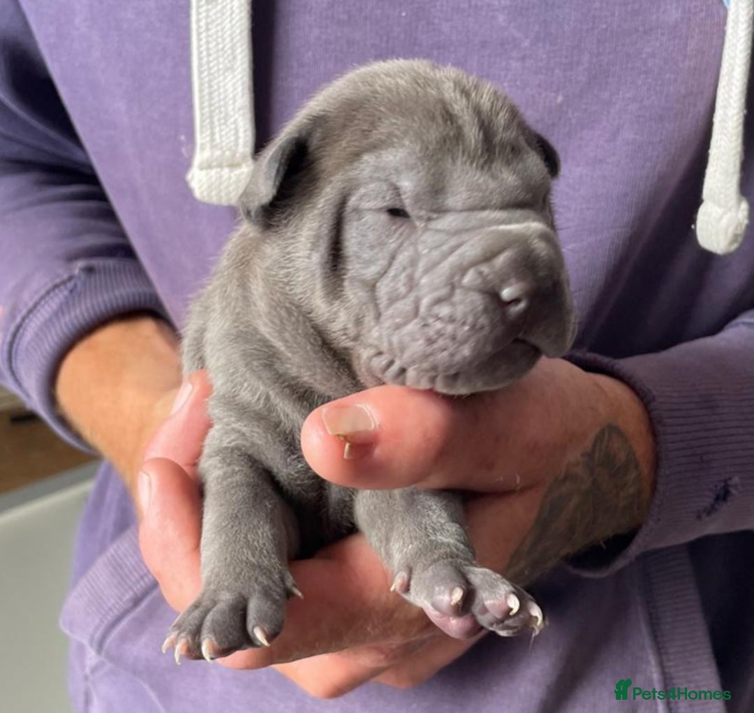 Staffordshire Bull Terrier dogs for sale: Blue staffy x sharpei  - Image 2