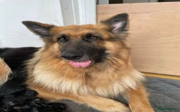 German Shepherd dogs for sale: Long-Medium hair pure bred German Shepherds 🇩🇪 - Image 2