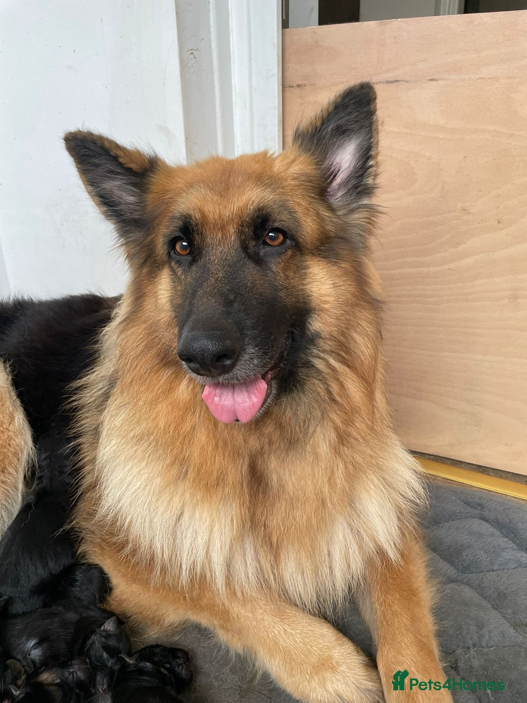 German Shepherd dogs for sale: Long-Medium hair pure bred German Shepherds 🇩🇪 - Image 2