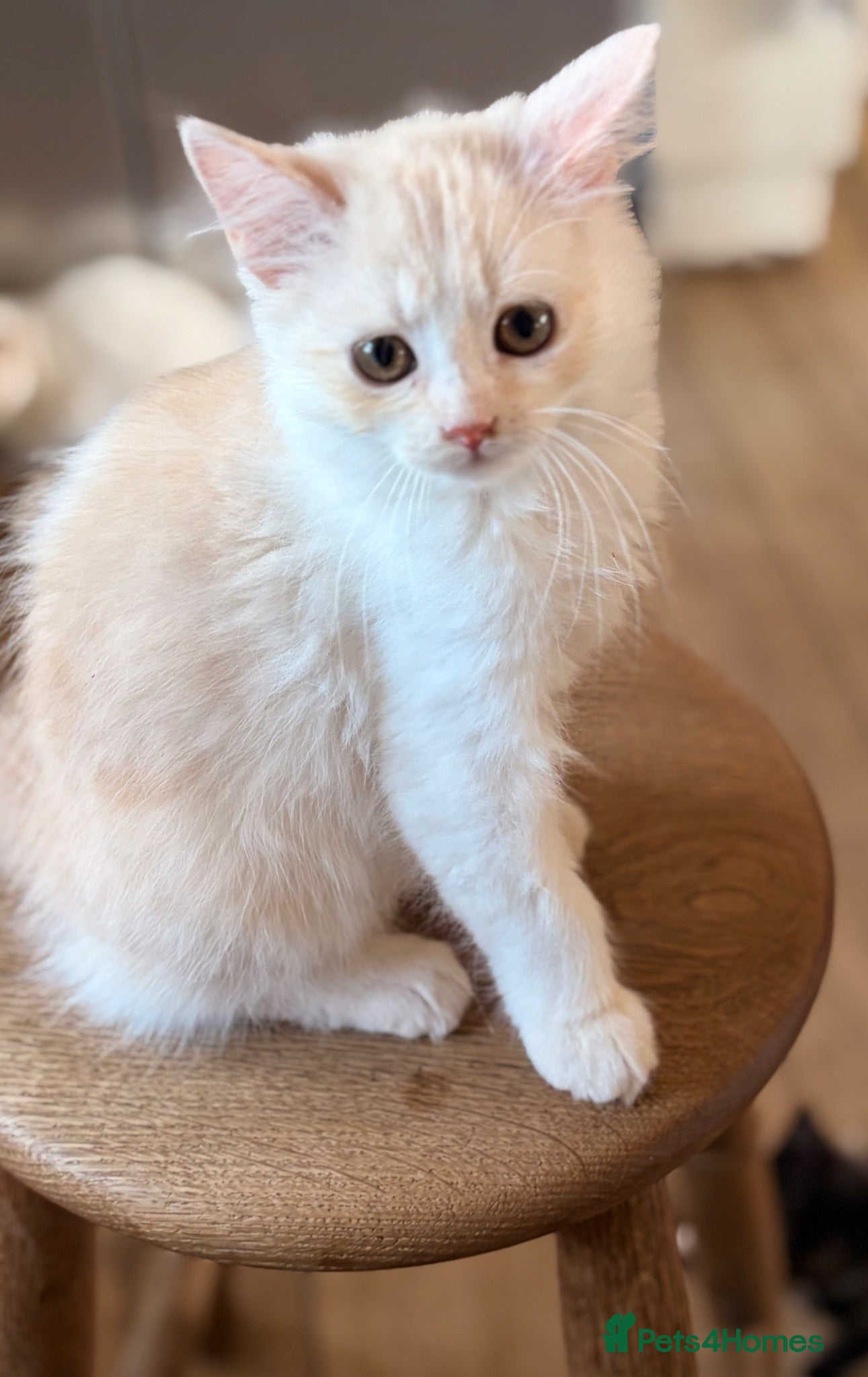Scottish Fold cats GORGEOUS SCOTTISH FOLD X EXOTIC PERSIAN KITTENS - Advert 18