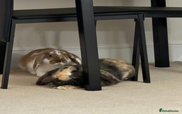 Mini Lop rabbits for sale: Female and male bonded rabbits for sale - Image 5