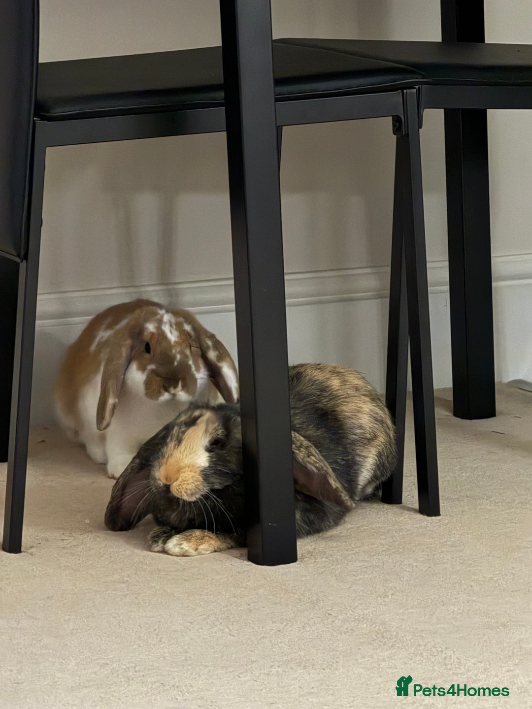 Mini Lop rabbits for sale: Female and male bonded rabbits for sale - Image 5