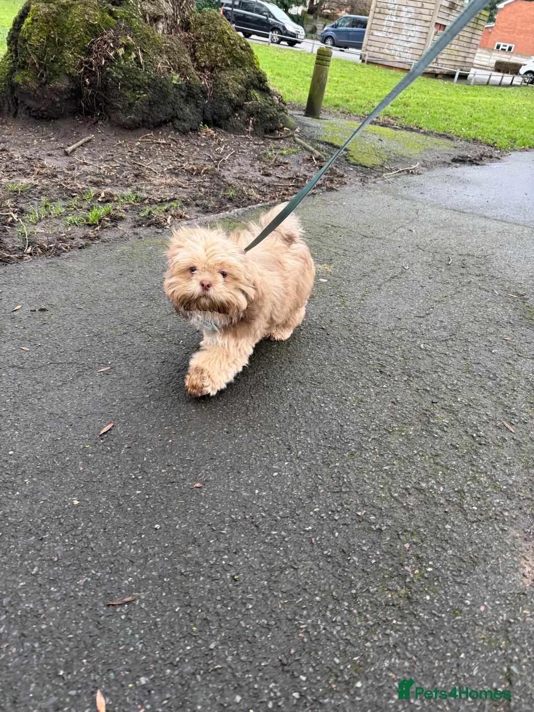 Shih Tzu dogs for sale: Shih Tzu puppy - Advert 4