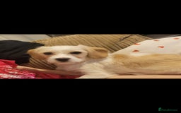 Cavapoo dogs for sale: Bonnie - Image 2