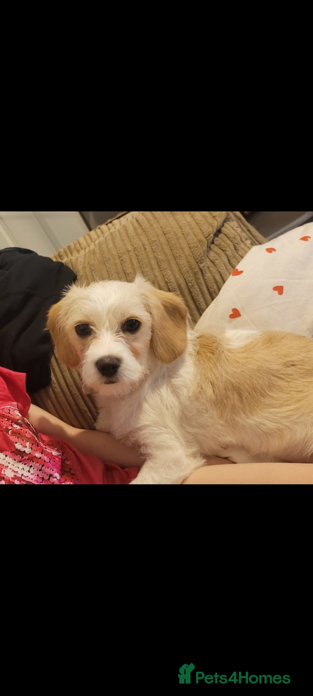 Cavapoo dogs for sale: Bonnie - Image 2