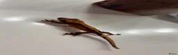 Gecko reptiles for sale: Stunning baby crested geckos - Advert 14