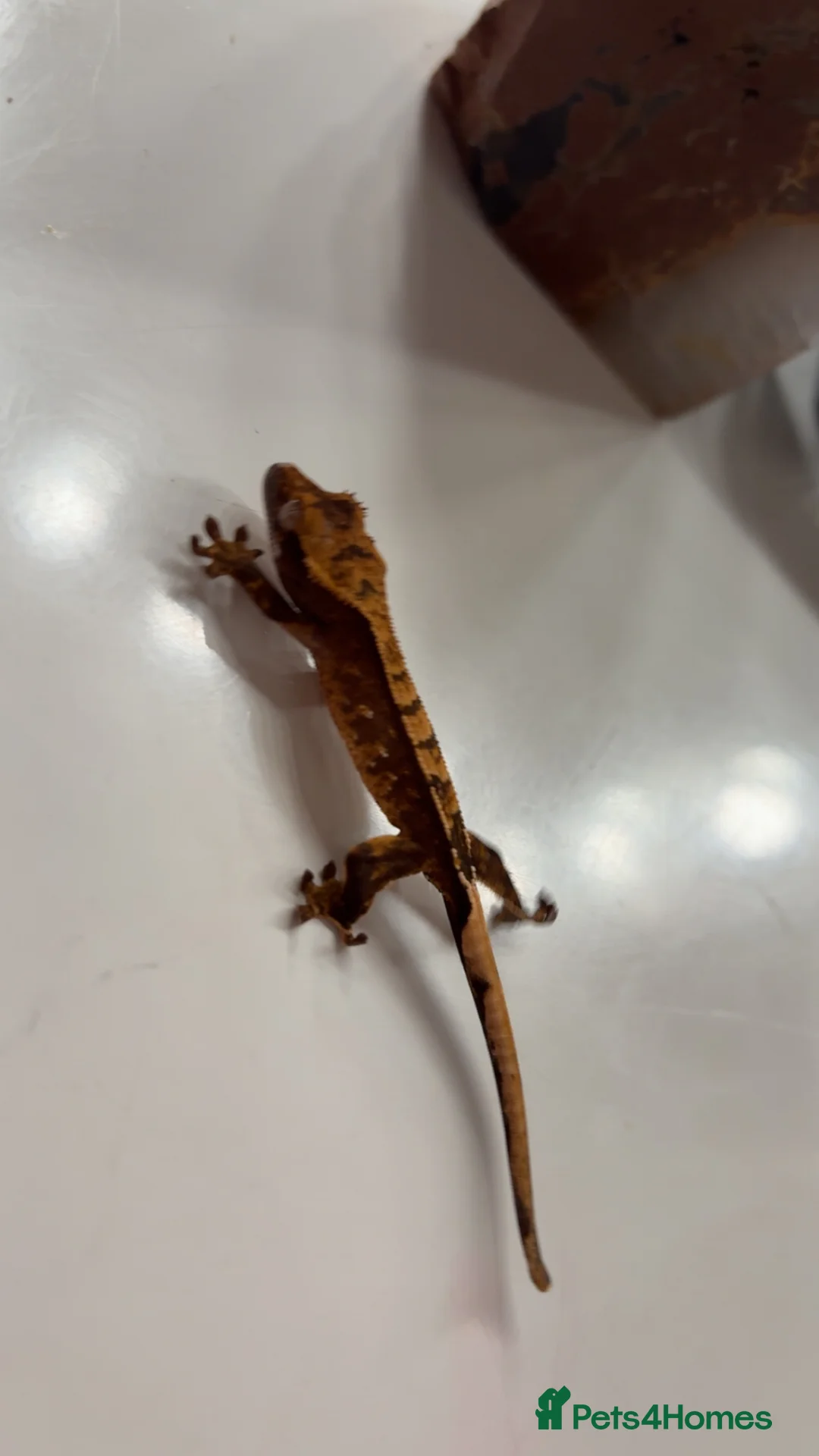 Gecko reptiles for sale: Stunning baby crested geckos - Advert 14