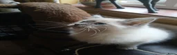 Ragdoll cats for sale: Beautiful brother and sister Ragdoll kittens - Advert 35