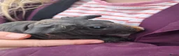 Guinea Pig rodents for sale: Skinny Pigs Males and Females available now - Advert 5