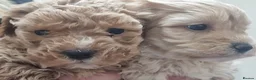 Maltipoo dogs for sale: Beautiful teddy bear maltipoos in Southampton - Advert 7