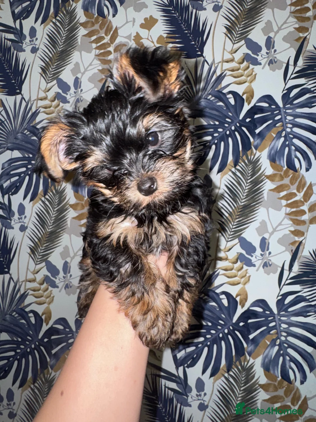 Yorkshire Terrier dogs for sale: Yorkshire terrier  in Coventry - Advert 2