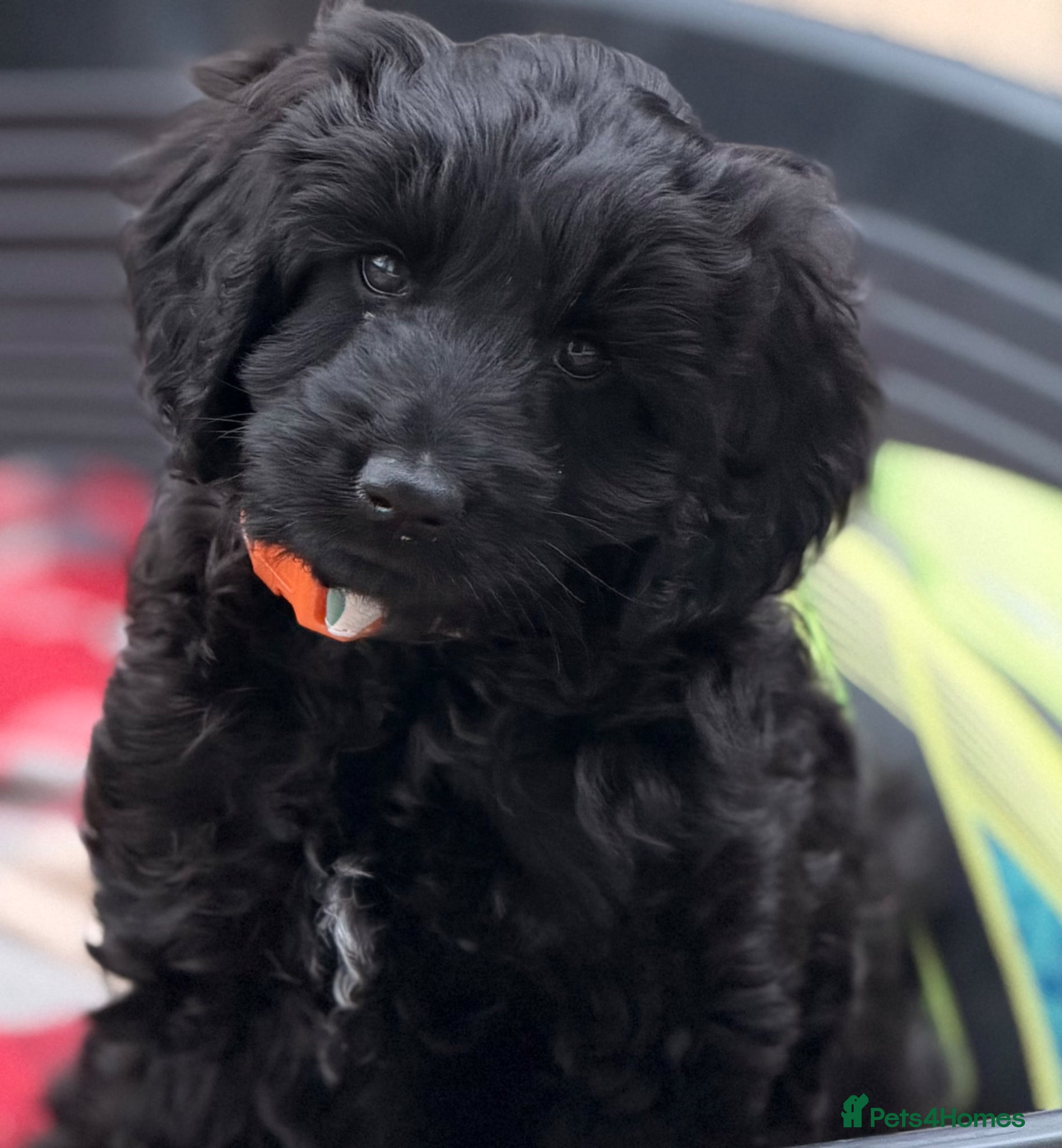 Australian Labradoodle dogs Ready girl Australian labradoodle (black) - Advert 3