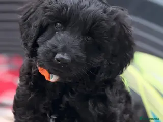 Australian Labradoodle dogs Perfect Australian labradoodle girl - Advert 11