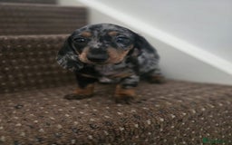 Dachshund dogs for sale: Dachshund puppies  - Image 2