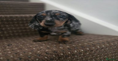 Dachshund dogs - Advert 5