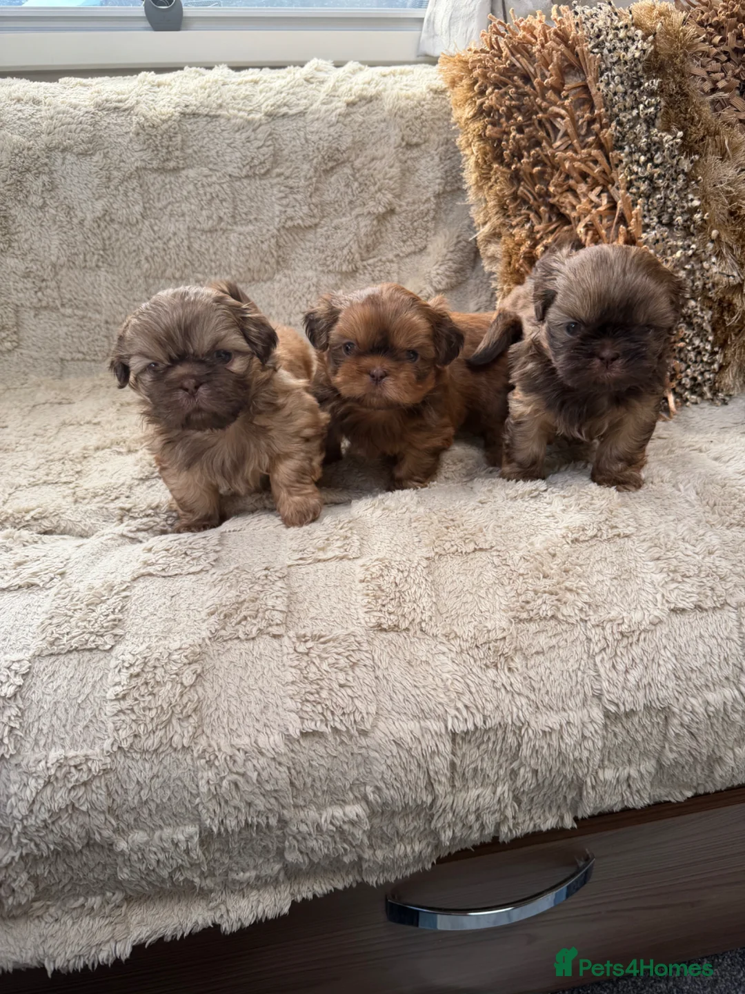 Shih Tzu dogs for sale: Imperial shihtzu  - Advert 2