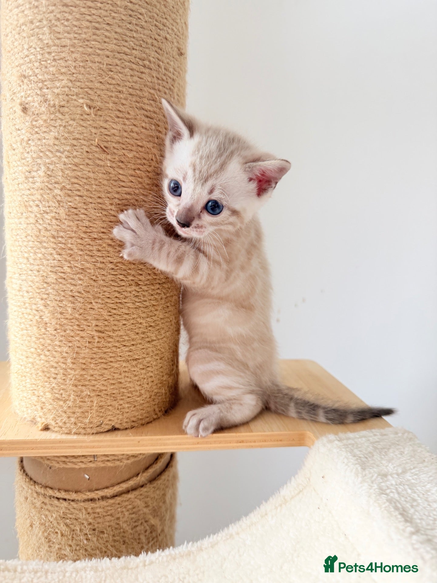 Bengal cats Active TICA Albino-Snow Lynx Bengal Kittens 🏆 - Advert 2