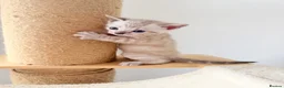 Bengal cats for sale: Blue-eyed Albinos Bengal Kittens, TICA-Active! 🏆 - Advert 15