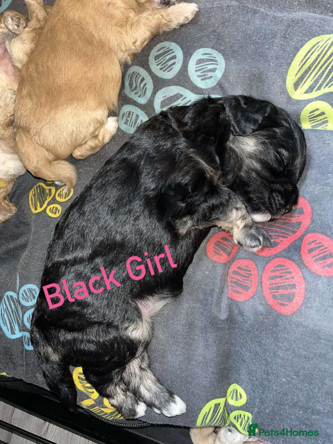 Cockapoo dogs for sale: Gorgeous Cockapoo puppy’s   - Image 2