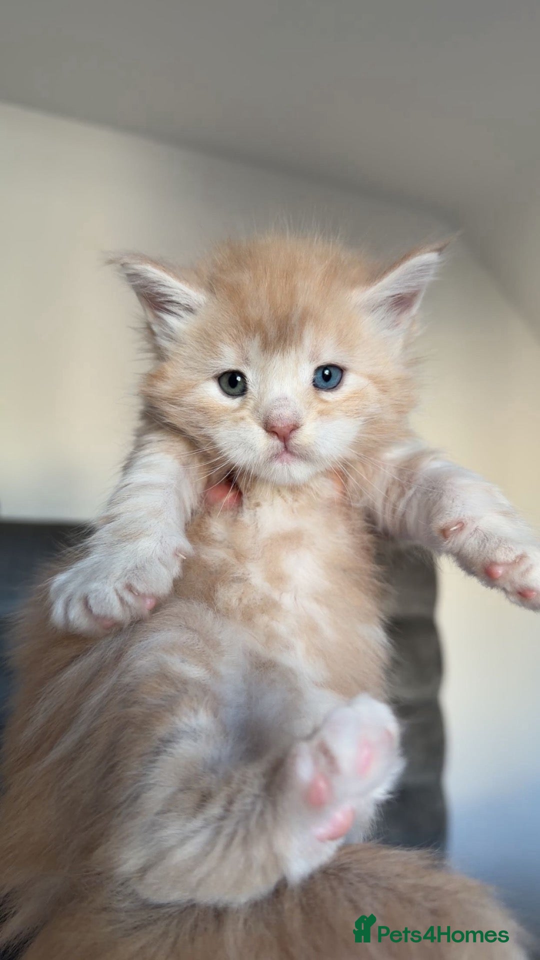 Maine Coon cats Maine Coon Import European bloodline - Advert 4