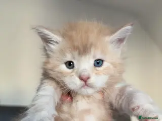 Maine Coon cats Maine Coon Import European bloodline - Advert 4