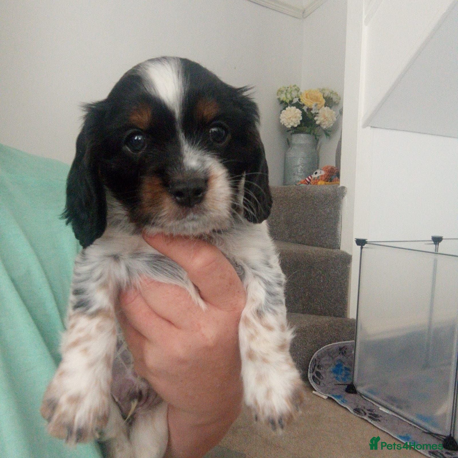 Mixed Breed dogs Cavapoos - Advert 11