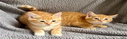 Mixed Breed cats for sale: ABSOLUTELY STUNNING GINGER KITTENS - Advert 7